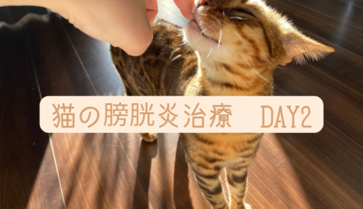 【闘病ブログ】猫の膀胱炎の治療2日目。食欲が戻らない
